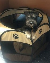 KLAUS
